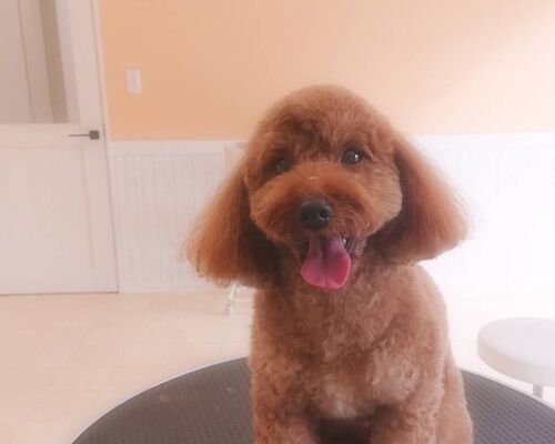 IMG_20201203_110616_696