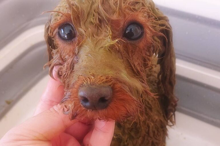 ハーブパック シルク泡パックのお知らせ 施術の様子や店内の出来事など幅広く配信しております 白岡で犬のトリミングならdog Salon Luana