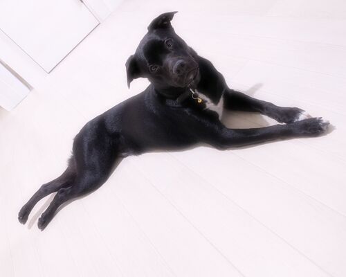 わたあめカメラ_20210521_155859