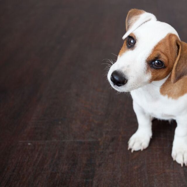 ペットサロン10